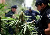 PM apreende 177 kg de maconha