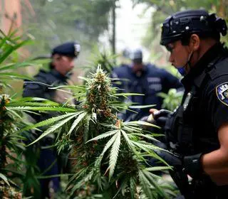 PM apreende 177 kg de maconha