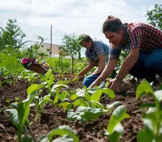 Programa É Tempo de Plantar