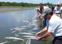 Peixamento em Caucaia