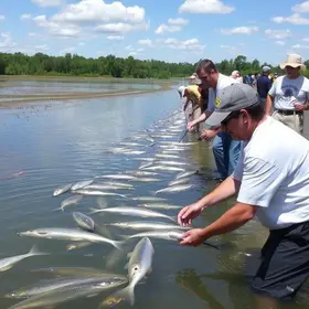 Peixamento em Caucaia