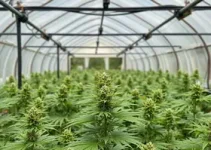 estufa de maconha em Caucaia