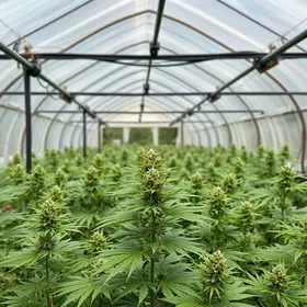 estufa de maconha em Caucaia