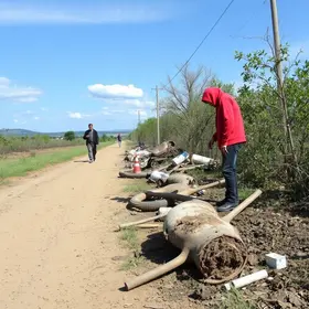 descarte irregular de carcaças de animais em Caucaia